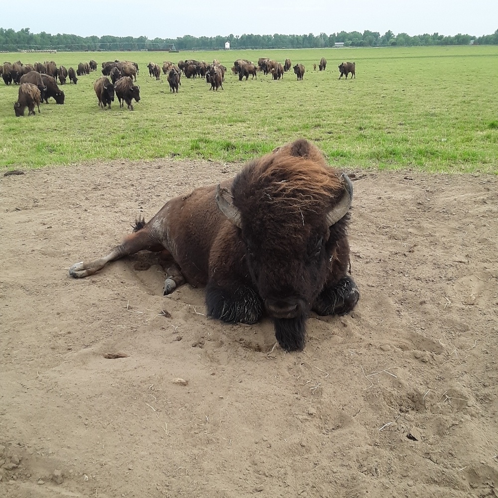 Meet your Posher, Delilah